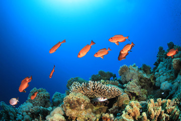 Naklejka na ściany i meble School of Bigeye Fish on Coral Reef in the Red Sea