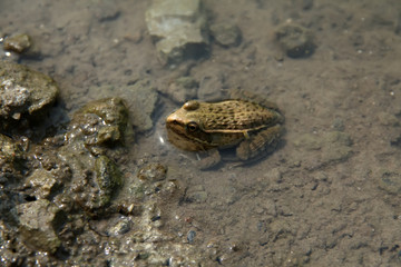 frog perched in the water