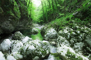 Stream in beautiful green forest