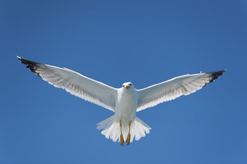 Seagull on Blue Sky Gliding in Wind