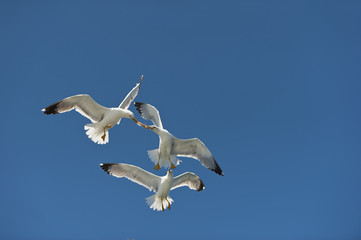 seagulls in flight blue sky in the fight for food