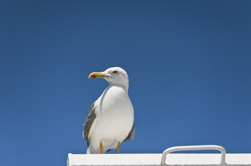 Seagull on Blue Sky Gliding in Wind