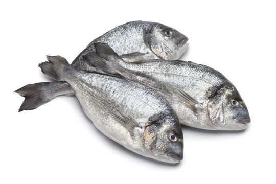Gilt head breams fishes