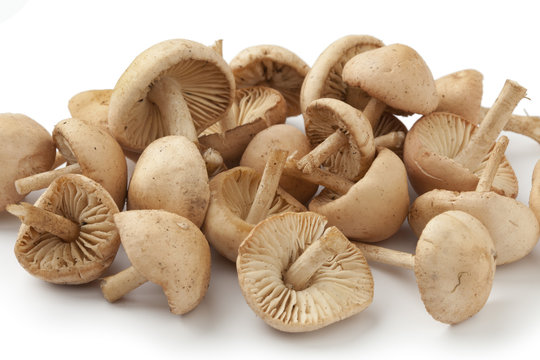 Scotch bonnet mushrooms
