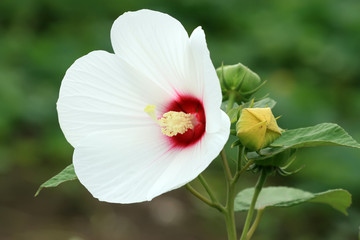 hibiscus kwai flowers