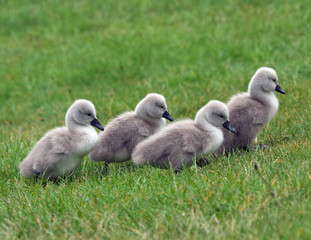Cygnets