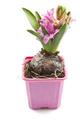 Pink hyacinth