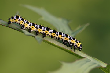 butterfly larva - caterpillar