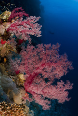 Naklejka na ściany i meble Miękkie korale