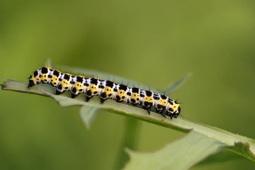 butterfly larva - caterpillar