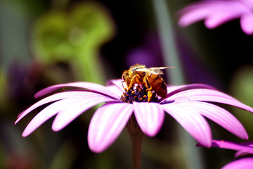 abeille fleurs flowers blumen amour sentiments nature bouquet