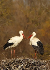 Fototapeta premium white stork