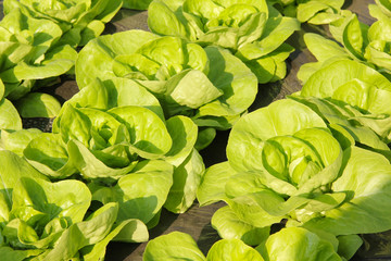 Lettuce in a Greenhouse