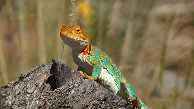 Collared Lizard, Arizona, USA