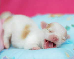 tiny newborn white chihuahua