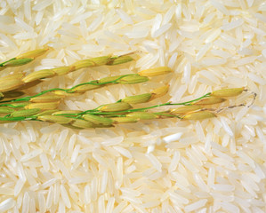 Jasmine ripe rice from Thailand