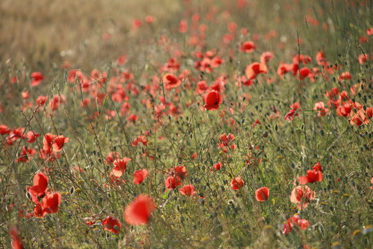 fleurs, flowers, blumen, flores, nature, beaut&eacute;