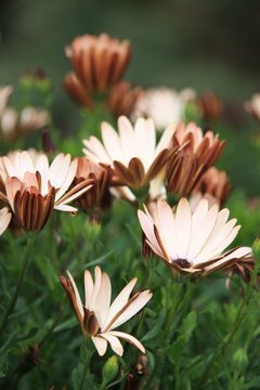 fleurs, flowers, blumen, flores, nature, beaut&eacute;