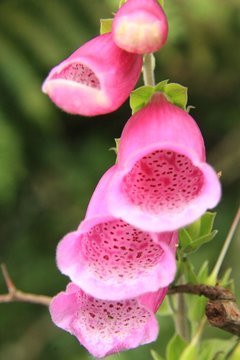 fleurs, flowers, blumen, flores, nature, beaut&eacute;
