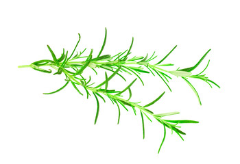 Fototapeta premium leaves of fresh rosemary isolated on white background