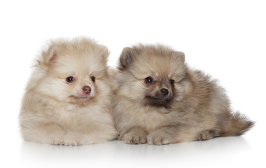 Obraz premium Spitz puppies (1 month) on white background