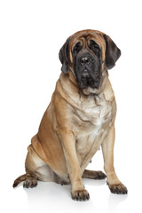 English Mastiff dog