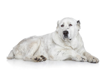 Central Asian Shepherd Dog