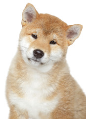Shiba inu puppy, isolated on white background