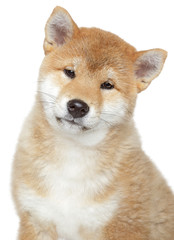 Fototapeta premium Shiba inu puppy, isolated on white background