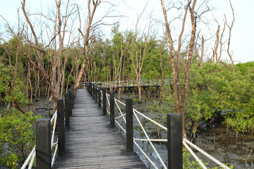 Fototapeta na wymiar Drewniany most w lesie namorzynowe