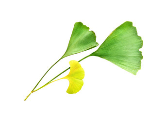 ginkgo biloba