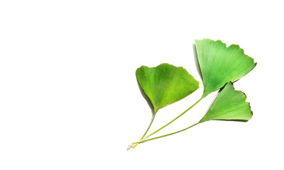Fototapeta premium ginkgo biloba isolated on white
