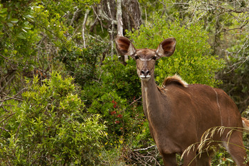 Kudu Weibchen im Busch