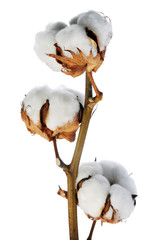 branch of cotton - obrazy, fototapety, plakaty