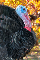 Portrait of alive turkey