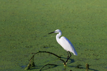 Little egret (Egretta garzetta)