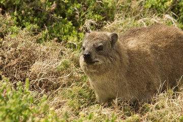 dassy klippschliefer s&uuml;dafrika garden route