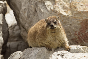 dassy on the rocks garden route hermanus