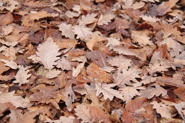 dry leaves