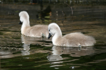 Cygnets