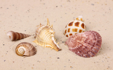 Muscheln im Sand