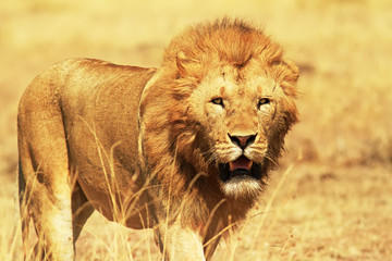 Lion on the Masai Mara in Southwestern Kenya