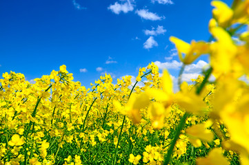 rape canola, agriculture