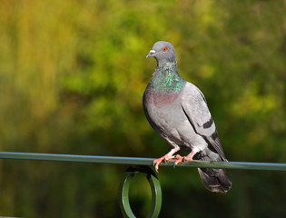 portrait of pigeon perched on railing in a park