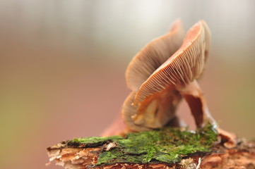 Hypholoma