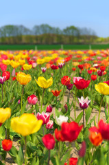 Tulpenfeld, Tulpenanbau, Gartenbau, Frühlingsblumen