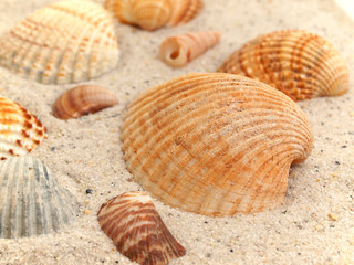 Muscheln im Sand