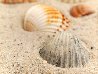 Muscheln im Sand