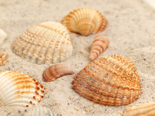 Muscheln im Sand