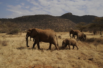 Fototapeta na wymiar Słoń matka idzie z jej cielę w Masai Mara